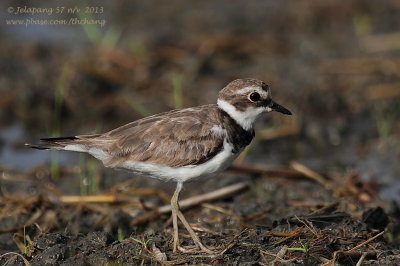 Little Ringed Plover