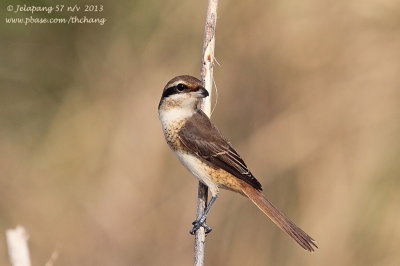 Brown Shrike