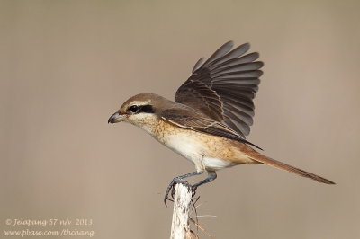 Brown Shrike