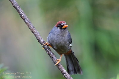 Chestnut-capped Laughingthrush (Garrulax mitratus)