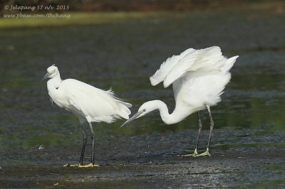 Little Egret