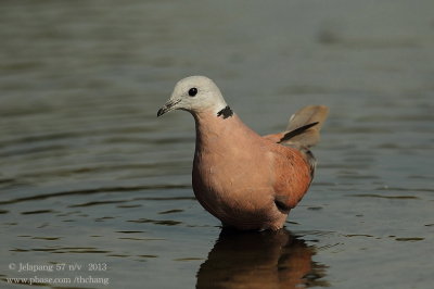 red_turtle_dove (Streptopelia tranquebarica)