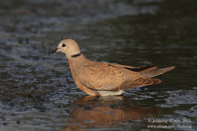 red_turtle_dove (Streptopelia tranquebarica)