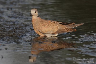 red_turtle_dove (Streptopelia tranquebarica)