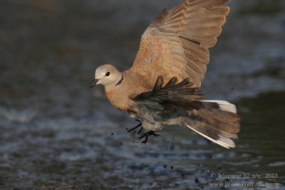 red_turtle_dove (Streptopelia tranquebarica)