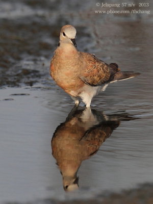 red_turtle_dove (Streptopelia tranquebarica)
