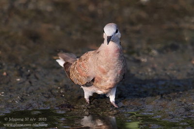 red_turtle_dove (Streptopelia tranquebarica)