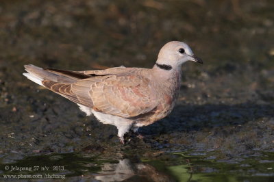 red_turtle_dove (Streptopelia tranquebarica)