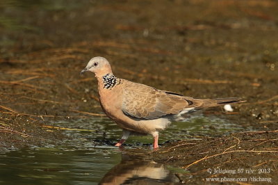 Spotted-necked Dove (Streptopelia chinensis)