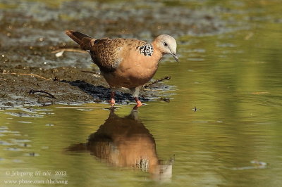 Spotted-necked Dove (Streptopelia chinensis)