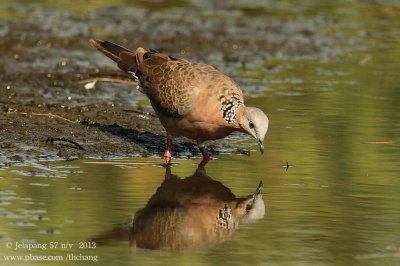 Spotted-necked Dove (Streptopelia chinensis)