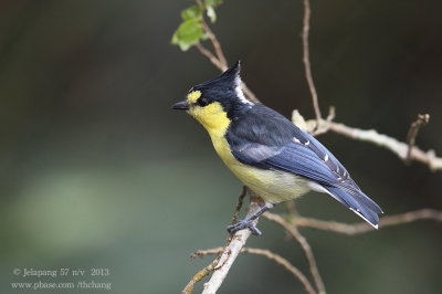 Yellow Tit