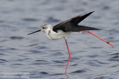 Black-winged Stilt (Himantopus himantopus)