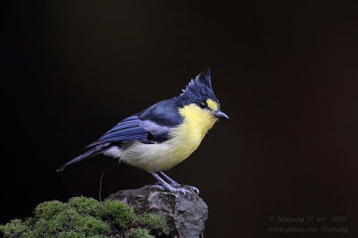 Yellow Tit