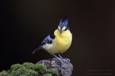 Yellow Tit