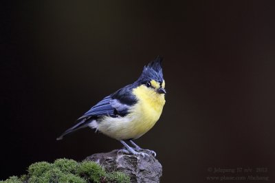 Yellow Tit