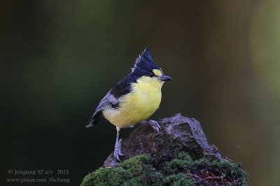 Yellow Tit