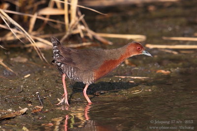 Ruddy-breasted Crake