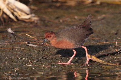 Ruddy-breasted Crake