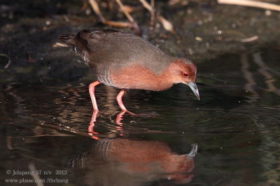 Ruddy-breasted Crake