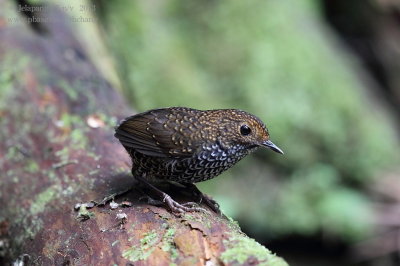 Scaly-breasted Wren-Babbler