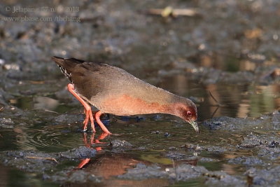 Ruddy-breasted Crake