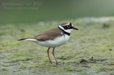 Little Ringed Plover	