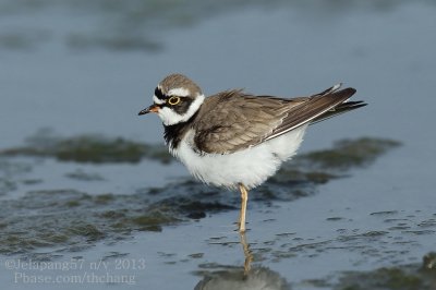 Little Ringed Plover	