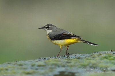 Grey Wagtail