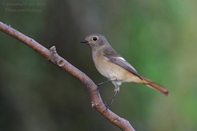 Daurian Redstart (Phoenicurus auroreus)