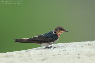 Pacific Swallow