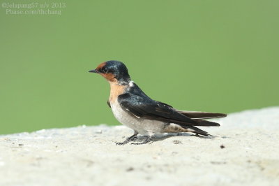 Pacific Swallow