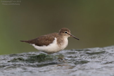 Common Sandpiper