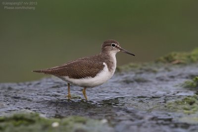Common Sandpiper
