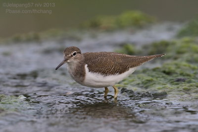 Common Sandpiper
