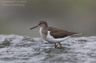 Common Sandpiper