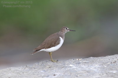 Common Sandpiper