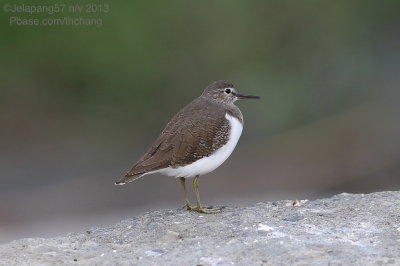 Common Sandpiper