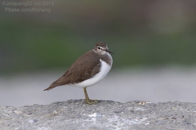 Common Sandpiper
