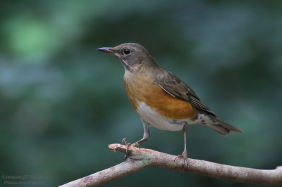 Brown-headed Thrush