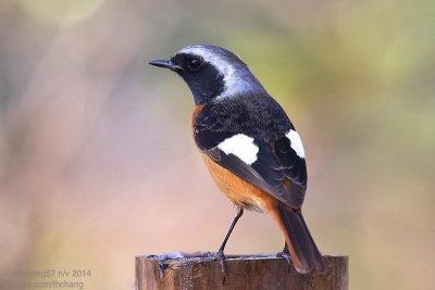 Daurian Redstart (Phoenicurus auroreus)