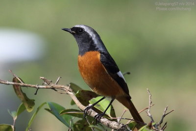 Daurian Redstart (Phoenicurus auroreus)