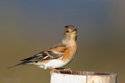 Brambling