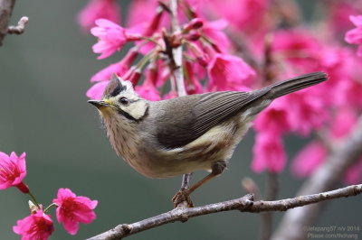 Taiwan Yuhina (Yuhina brunneiceps)