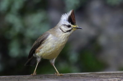 Taiwan Yuhina (Yuhina brunneiceps)