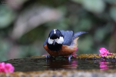 varied_tit