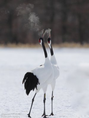 Red Crowned Crane