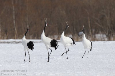 Red Crowned Crane