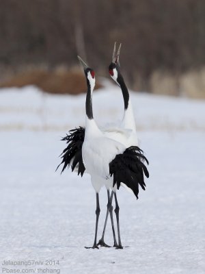 Red Crowned Crane