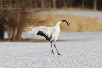 Red Crowned Crane